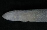 Fossil Marlin (Swordfish) Rostrum - Miocene #16895-2